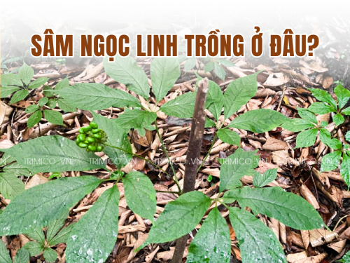 Sâm Ngọc Linh trồng ở đâu? Khám phá vùng đất đặc biệt nuôi dưỡng loại sâm quý nhất Việt Nam